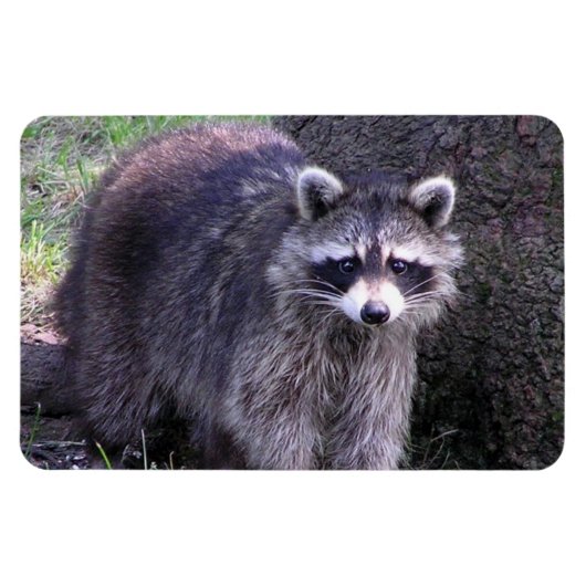 Rocky de Raccoon Magneet (Horizontaal)