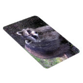 Rocky de Raccoon Magneet (Rechterzijde)