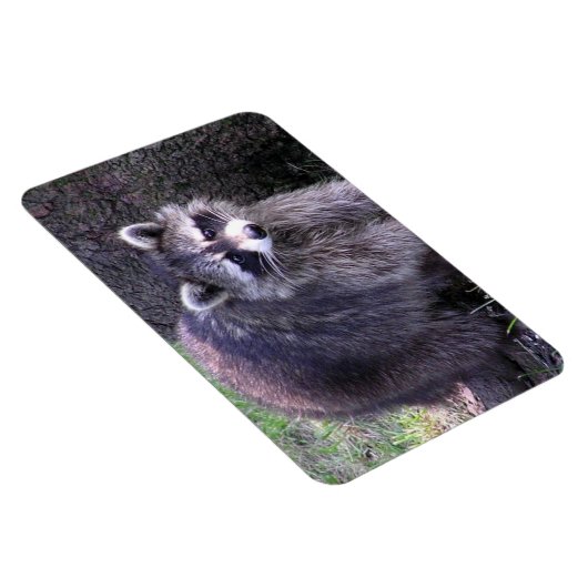 Rocky de Raccoon Magneet (Rechterzijde)