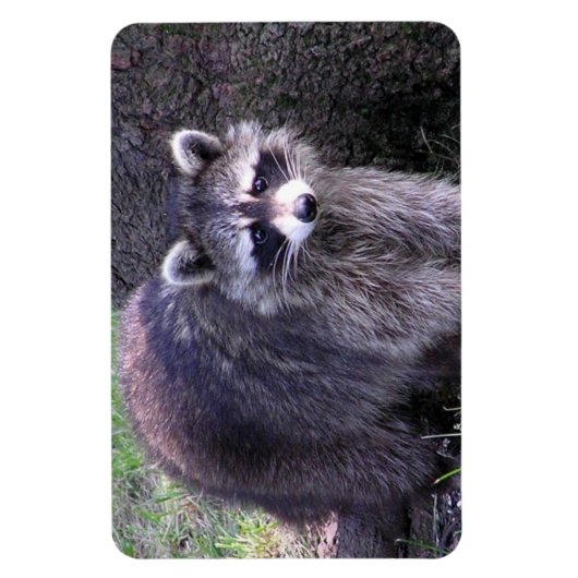 Rocky de Raccoon Magneet (Verticaal)