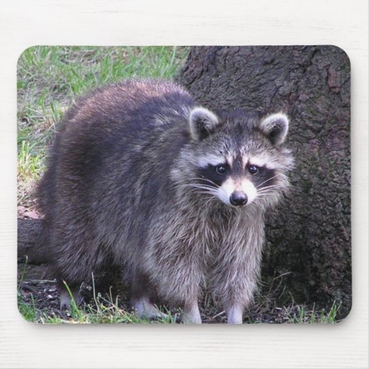 Rocky de Raccoon Muismat (Voorkant)