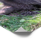 Rocky de Raccoon Poster (Hoek)