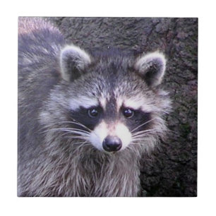 Rocky de Raccoon Tegeltje
