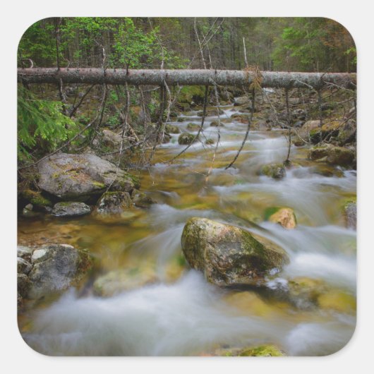 Rocky forest creek sticker (Voorkant)