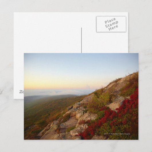 Rocky Hillside, Red Flowers, Acadia National Park Briefkaart (Voorkant / Achterkant)