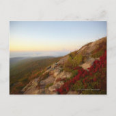 Rocky Hillside, Red Flowers, Acadia National Park Briefkaart (Voorkant)