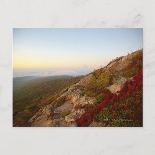 Rocky Hillside, Red Flowers, Acadia National Park Briefkaart (Voorkant)