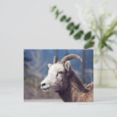 Rocky Mountain Big Horn Sheep Briefkaart (Staand voorkant)