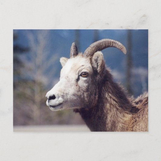Rocky Mountain Big Horn Sheep Briefkaart (Voorkant)