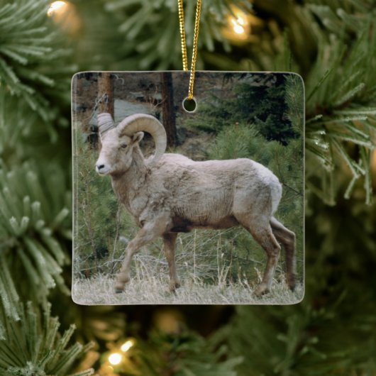 Rocky Mountain Big Horn Sheep Ceramic Ornament (Boom)