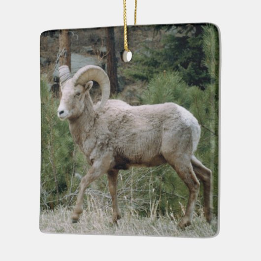 Rocky Mountain Big Horn Sheep Ceramic Ornament (Links)