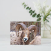 Rocky Mountain Bighorn Sheep Briefkaart (Staand voorkant)