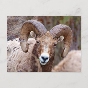 Rocky Mountain Bighorn Sheep Briefkaart