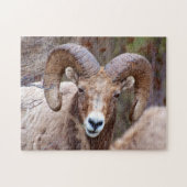Rocky Mountain Bighorn Sheep Legpuzzel (Horizontaal)
