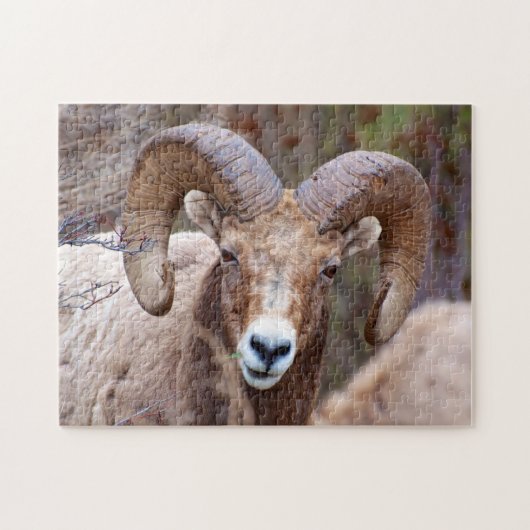 Rocky Mountain Bighorn Sheep Legpuzzel (Horizontaal)
