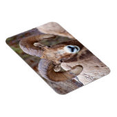 Rocky Mountain Bighorn Sheep Magneet (Rechterzijde)