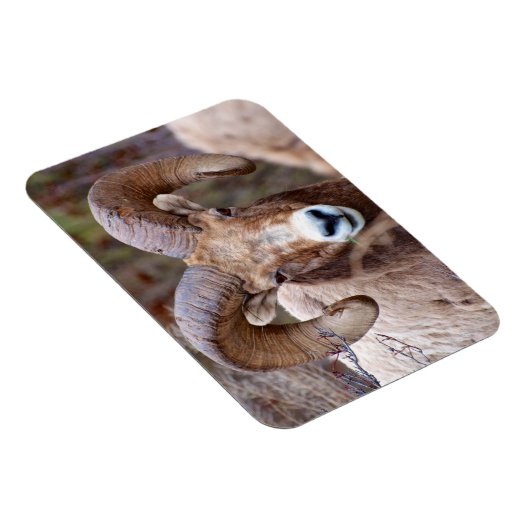 Rocky Mountain Bighorn Sheep Magneet (Rechterzijde)
