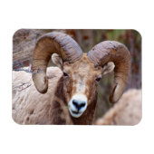 Rocky Mountain Bighorn Sheep Magneet (Horizontaal)