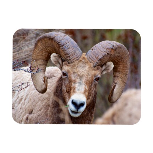 Rocky Mountain Bighorn Sheep Magneet (Horizontaal)