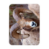 Rocky Mountain Bighorn Sheep Magneet (Verticaal)