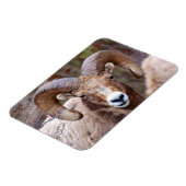 Rocky Mountain Bighorn Sheep Magneet (Linkerzijde)