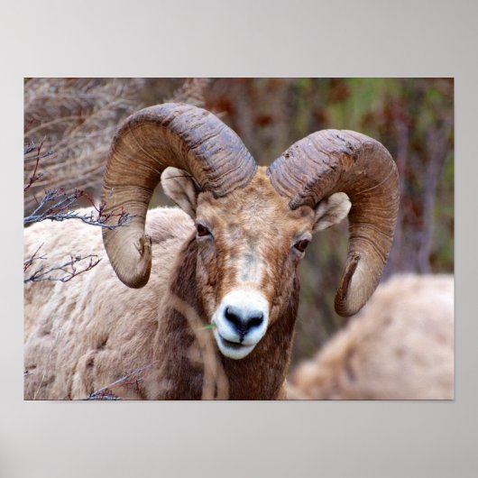 Rocky Mountain Bighorn Sheep Poster (Voorkant)