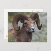 Rocky Mountain Bighorn Sheep Ram Briefkaart (Voorkant / Achterkant)