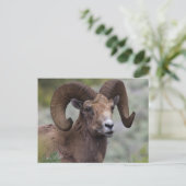 Rocky Mountain Bighorn Sheep Ram Briefkaart (Staand voorkant)