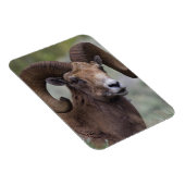 Rocky Mountain Bighorn Sheep Ram Magneet (Rechterzijde)