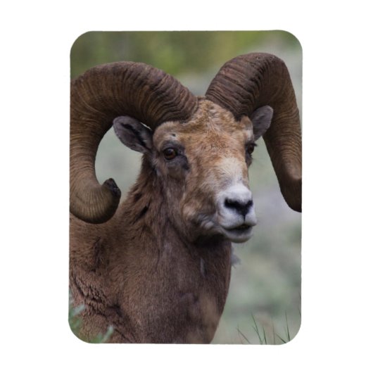 Rocky Mountain Bighorn Sheep Ram Magneet (Verticaal)