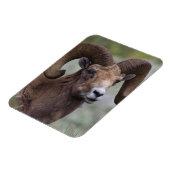 Rocky Mountain Bighorn Sheep Ram Magneet (Linkerzijde)