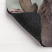 Rocky Mountain Bighorn Sheep Ram Muismat (Hoek)