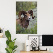 Rocky Mountain Bighorn Sheep Ram Poster (Thuiskantoor)