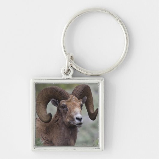 Rocky Mountain Bighorn Sheep Ram Sleutelhanger (Voorkant)