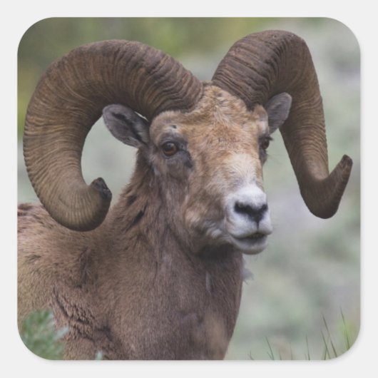 Rocky Mountain Bighorn Sheep Ram Vierkante Sticker (Voorkant)