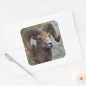 Rocky Mountain Bighorn Sheep Ram Vierkante Sticker (Envelop)