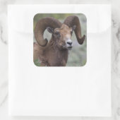 Rocky Mountain Bighorn Sheep Ram Vierkante Sticker (Tas)