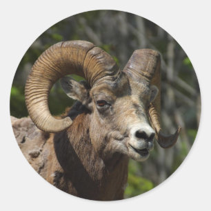 Rocky Mountain Bighorn Sheep Ronde Sticker
