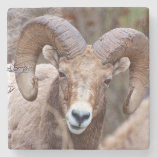 Rocky Mountain Bighorn Sheep Stenen Onderzetter