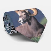 Rocky Mountain Bighorn Sheep Stropdas (Opgerold)