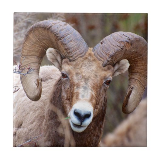 Rocky Mountain Bighorn Sheep Tegeltje (Voorkant)