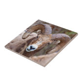 Rocky Mountain Bighorn Sheep Tegeltje (Zijkant)