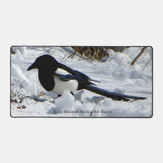 Rocky Mountain Black Billed Magpie Bureaumat (Voorkant)