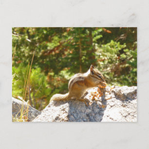 Rocky Mountain Chipmunk Briefkaart