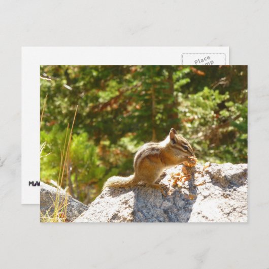 Rocky Mountain Chipmunk Briefkaart (Voorkant / Achterkant)