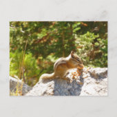 Rocky Mountain Chipmunk Briefkaart (Voorkant)