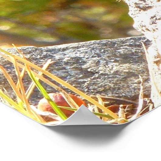 Rocky Mountain Chipmunk Poster (Hoek)