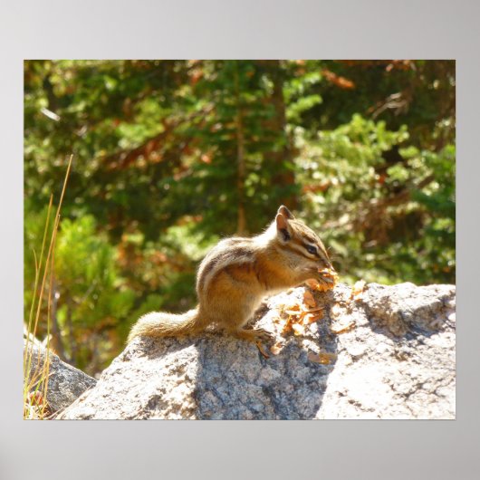 Rocky Mountain Chipmunk Poster (Voorkant)