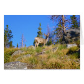 Rocky Mountain Deer (Voorkant Horizontaal)