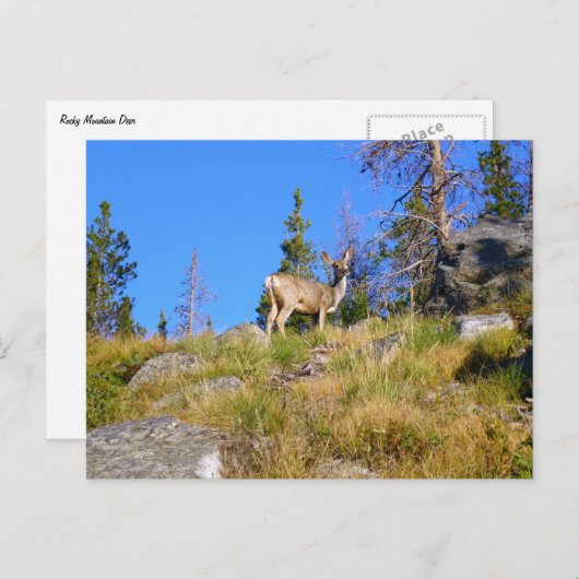 Rocky Mountain Deer Briefkaart (Voorkant / Achterkant)